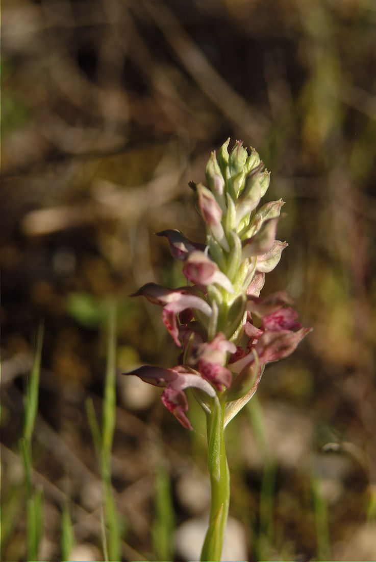 Orchidee nel pisano